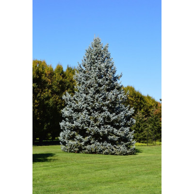 Hopeakuusi (Picea pungens ’Glauca’)